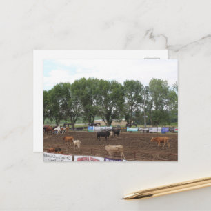 Cartão Postal Cavalos e Touro de Rodeio