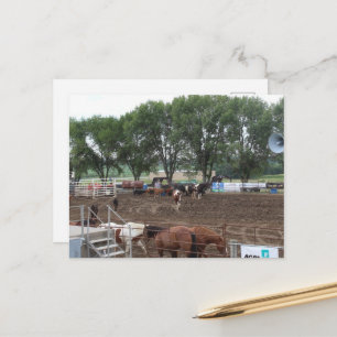 Cartão Postal Cavalos e Touro de Rodeio