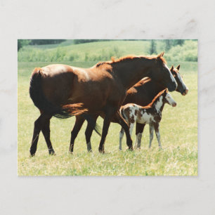 Cartão Postal Cavalos em campo com Colt Bebê
