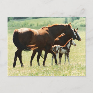 Cartão Postal Cavalos em campo com Colt Bebê