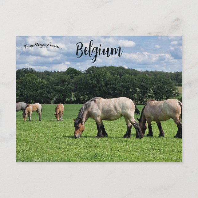 Cartão Postal Cavalos em Durbuy Bélgica (Frente)
