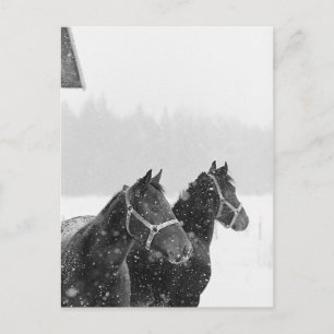Cartão Postal Cavalos em neve