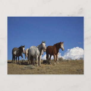 Cartão Postal Cavalos em Pé no Pasto Ocidental