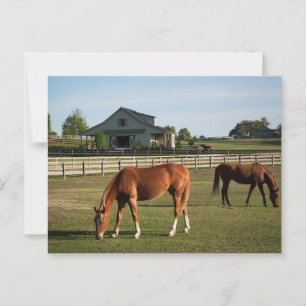 Cartão Postal Cavalos em uma fazenda no Alabama