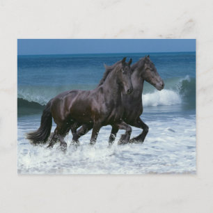 Cartão Postal Cavalos Fantásticos: Friesianos e Mar