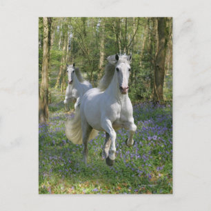 Cartão Postal Cavalos Fantásticos: Madeira Bluebell
