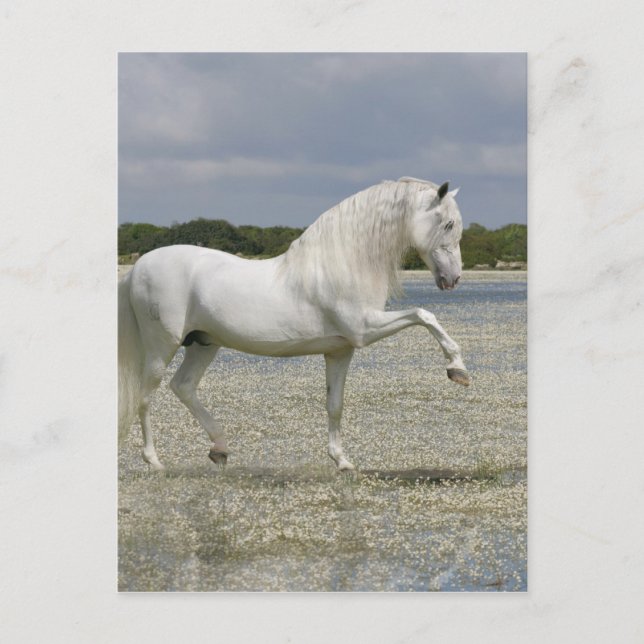 Cartão Postal Cavalos Fantásticos: Senhor do Lago (Frente)