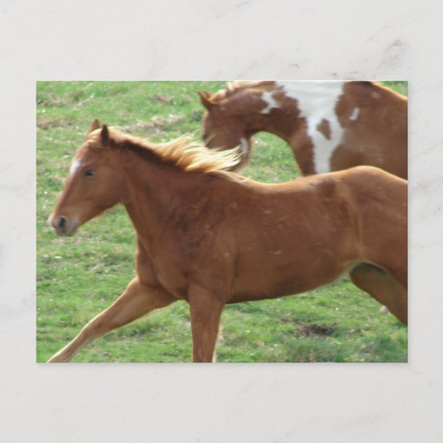 Cartão Postal Cavalos Galopantes (Frente)