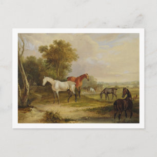 Cartão Postal Cavalos Grazados: Uma Cinza Stallion pastoreando c