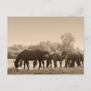 Cartão Postal Cavalos Grazing - Fotografia Tonelada Sepia