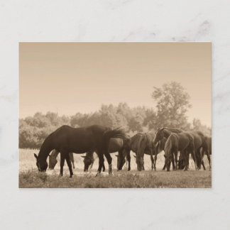 Cartão Postal Cavalos Grazing - Fotografia Tonelada Sepia