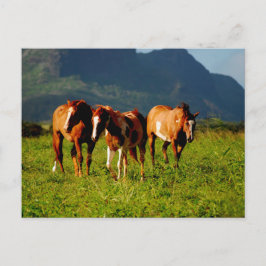 Cartão Postal Cavalos havaianos