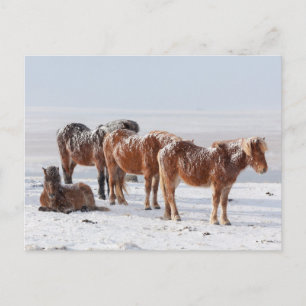 Cartão Postal Cavalos Islandeses Cobrados por Neve