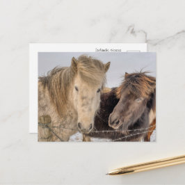 Cartão Postal Cavalos Islandeses Majestosos no Inverno