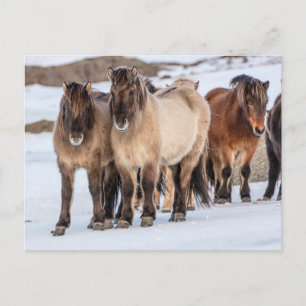 Cartão Postal Cavalos islandeses no inverno perto de Hofn, Islân
