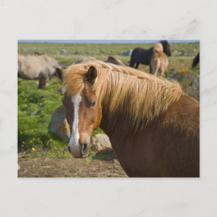 Cartão Postal Cavalos Islandeses no Nordeste da Islândia