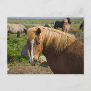 Cartão Postal Cavalos islandeses no nordeste da Islândia.