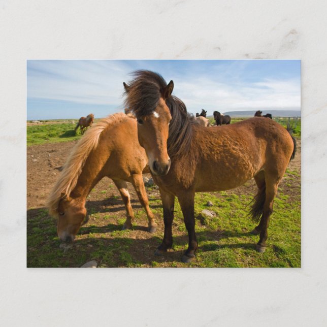 Cartão Postal Cavalos Islandeses Pastam (Frente)