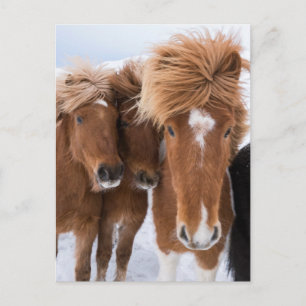 Cartão Postal Cavalos islandeses se aninham, Islândia