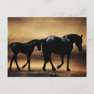 Cartão Postal Cavalos mãe e eu