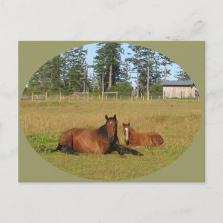 Cartão Postal Cavalos: Mamãe e Baby Horse Deitando