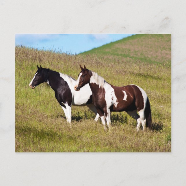 Cartão Postal Cavalos na encosta da colina (Frente)