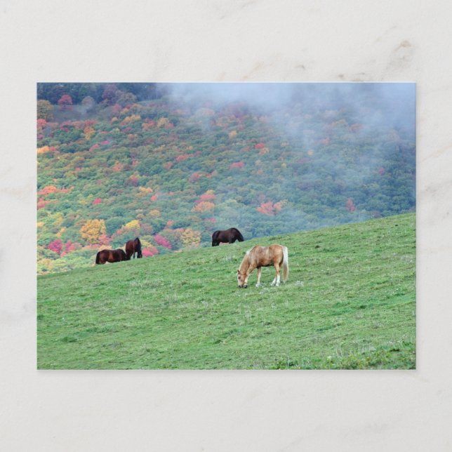 Cartão Postal Cavalos na Montanha (Frente)