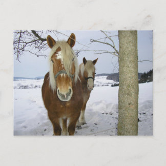 Cartão Postal Cavalos na neve