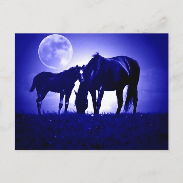Cartão Postal Cavalos na noite azul (Frente)