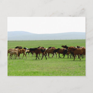 Cartão Postal Cavalos na Pastura - Fotografia Paisagem