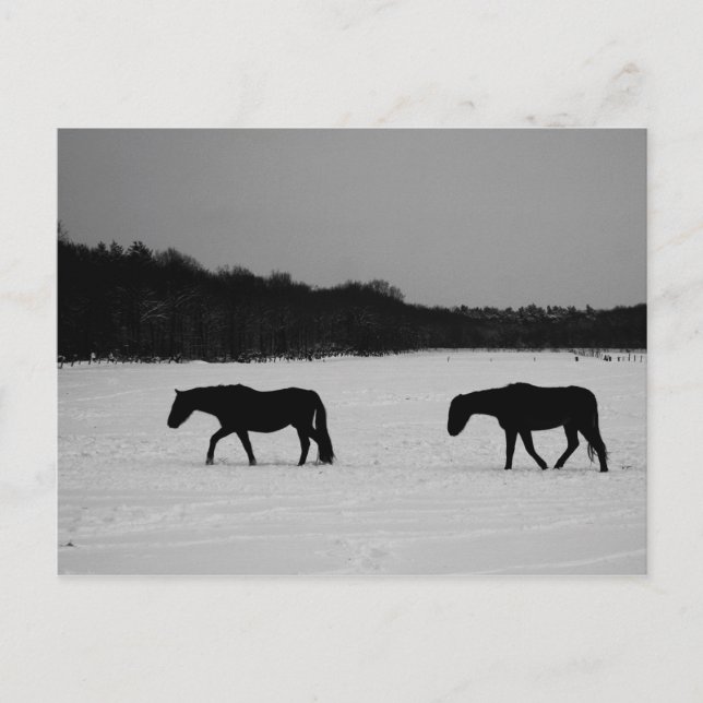 Cartão Postal Cavalos Na Pcna Da Neve (Frente)