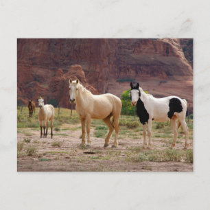 Cartão Postal Cavalos Navajo Correm Livres no Chão do Canyon