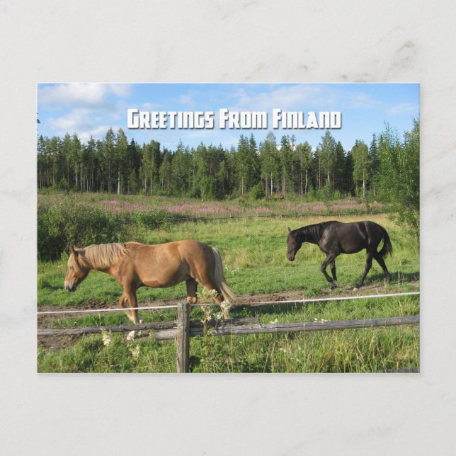 Cartão Postal Cavalos no campo finlandês (Frente)