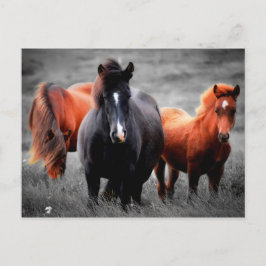 Cartão Postal Cavalos No Campo Fotografia Parcial A Cor