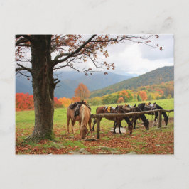 Cartão Postal Cavalos no Cartão-postal das Montanhas