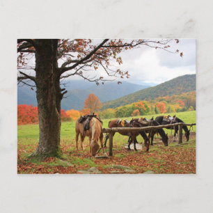 Cartão Postal Cavalos no Cartão-postal das Montanhas