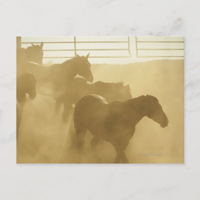 Cartão Postal Cavalos no curral (Frente)