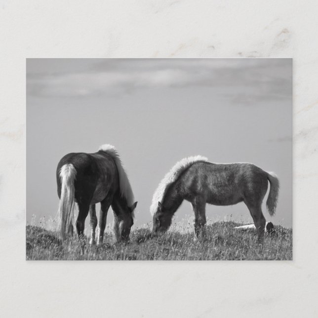 Cartão Postal Cavalos no fiorde de baleia #2 (Frente)