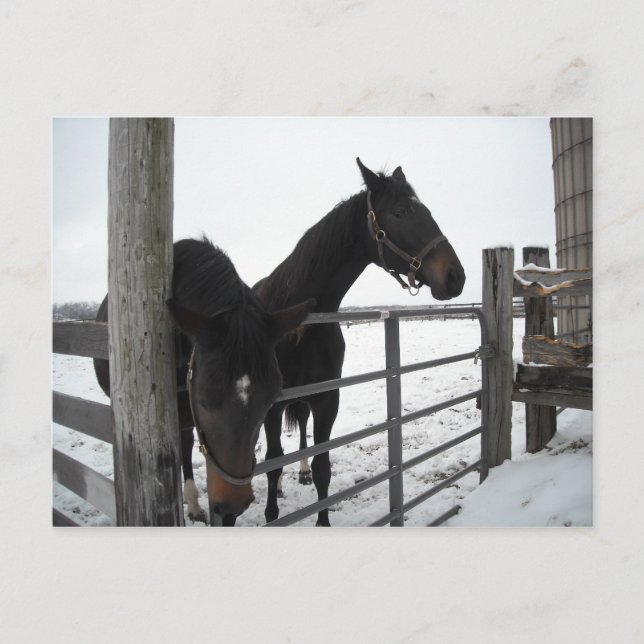 Cartão Postal Cavalos no inverno (Frente)
