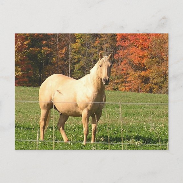 Cartão Postal Cavalos no Outono (Frente)