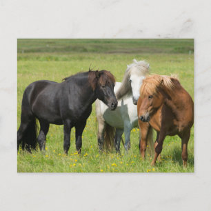Cartão Postal Cavalos no Ranch, Sul da Islândia