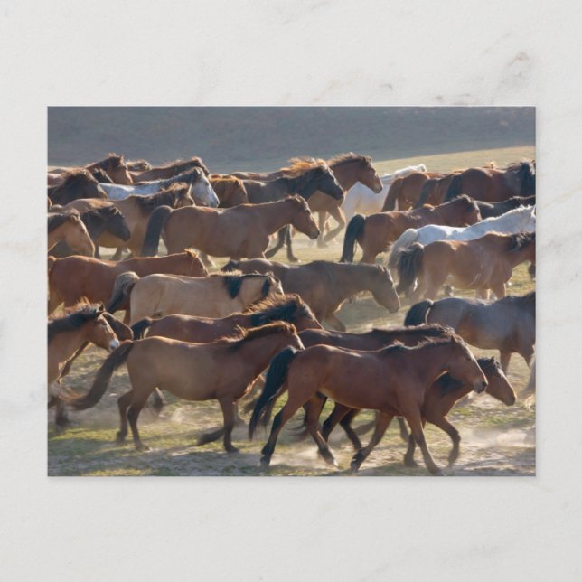 Cartão Postal Cavalos no rancho, Mongólia Interior, China (Frente)