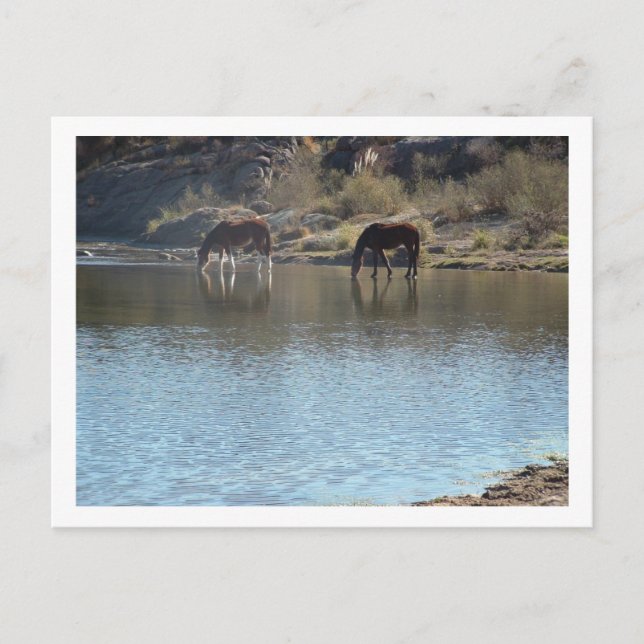 Cartão Postal cavalos no rio (Frente)
