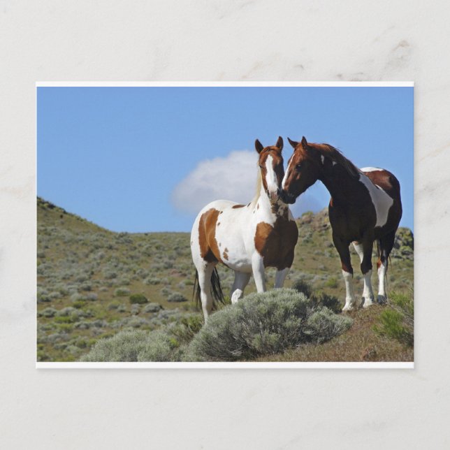 Cartão Postal Cavalos Nuzzling (Frente)