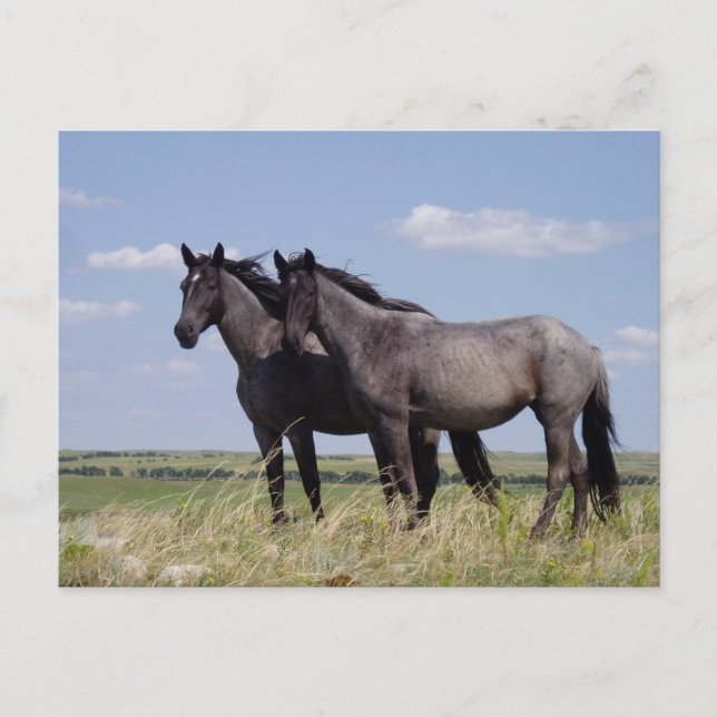 Cartão Postal Cavalos Pacíficos de Destino Ranch (Frente)