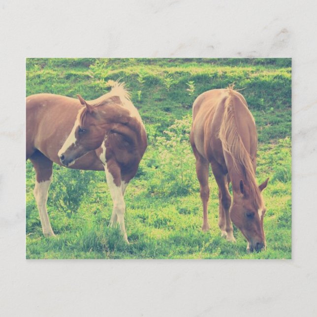 Cartão Postal Cavalos Pastando (Frente)