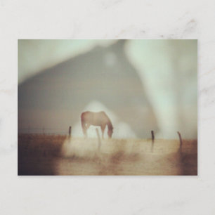 Cartão Postal Cavalos por Angelandspot