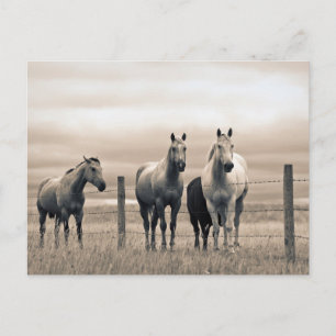 Cartão Postal Cavalos Quarto de Milha na Pradaria Canadense