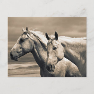 Cartão Postal Cavalos Quarto de Milha na Pradaria Canadense