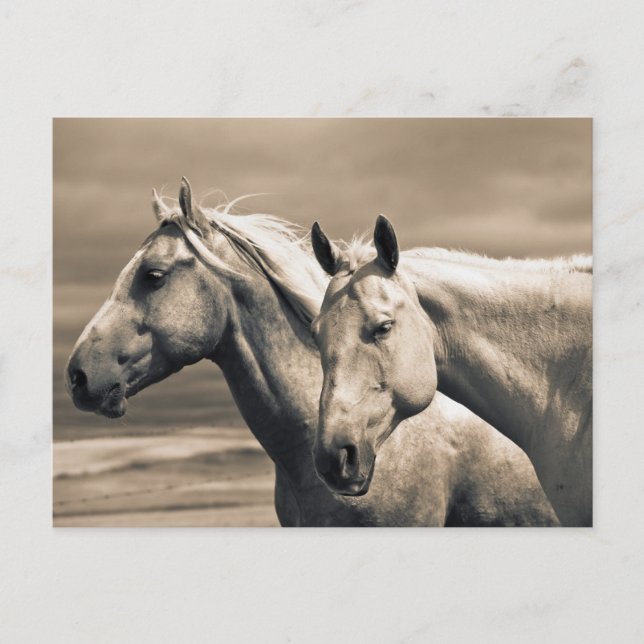 Cartão Postal Cavalos Quarto de Milha na Pradaria Canadense (Frente)